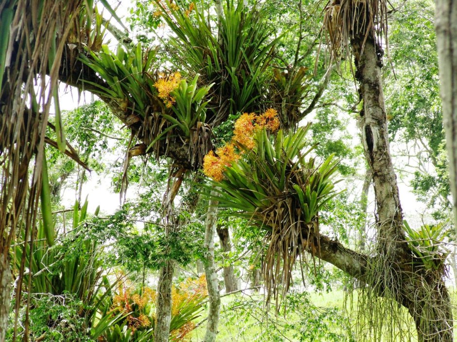 Цветы каллы в калифорнийской долине Calla Lily Valley