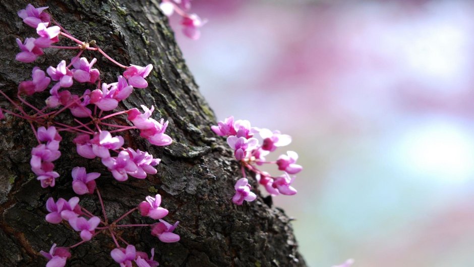 Индонезийский Радужный эвкалипт