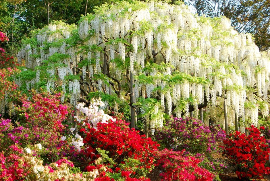 Сакура и Фудзияма