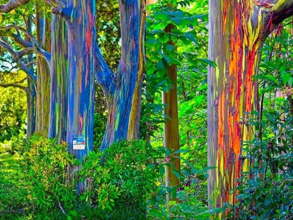 Сад цветов Кавати Фудзи