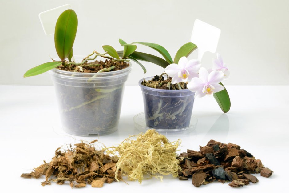 Ботанический сад 'Glacier Gardens' в Джуно